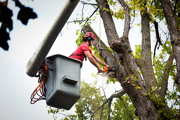 Best Arborist Consultation Services  in Salisbury, MO